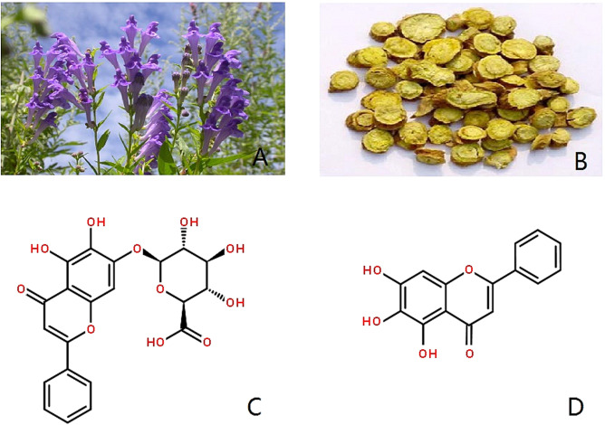 弓唯一-Exploring the chemopreventive properties and perspectives of baicalin and its aglycone baicalein in solid tumors..jpg