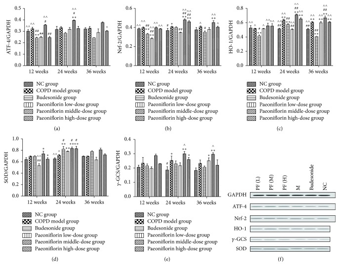 林锦培-Paeoniflorin Attenuated Oxidative Stress in Rat COPD Model.jpg