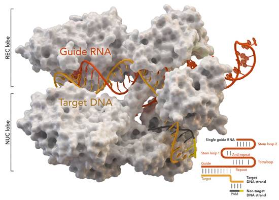 《Nature》子刊最新论文：CRISPR基因编辑技术导致小鼠体内上百种非目标基因突变