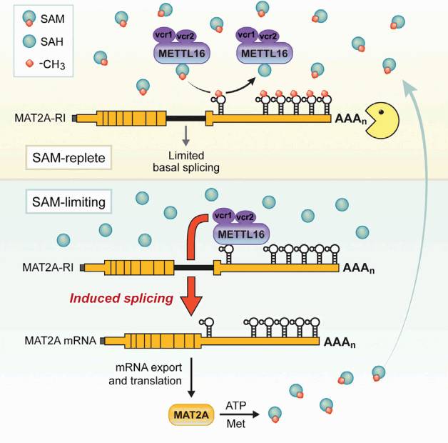 snRNA-3.jpg