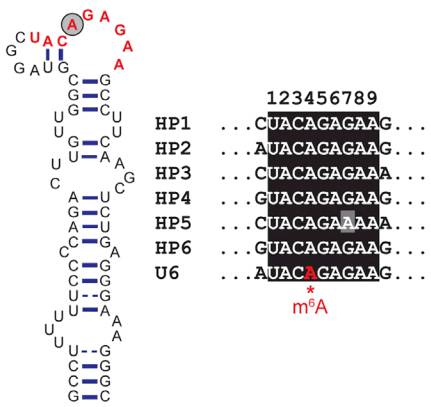 snRNA-4.jpg