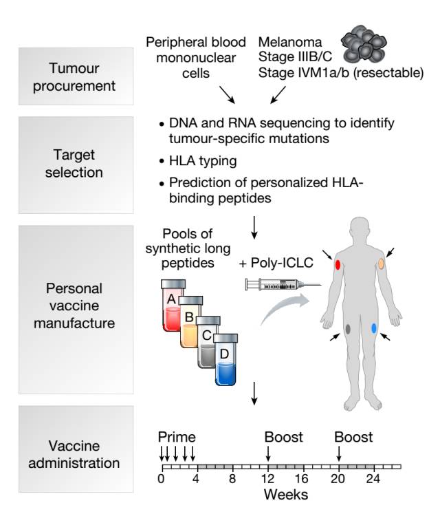 抗癌个性化疫苗-2.jpg