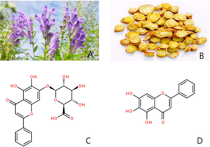 Exploring the chemopreventive properties and perspectives of baicalin and its aglycone baicalein