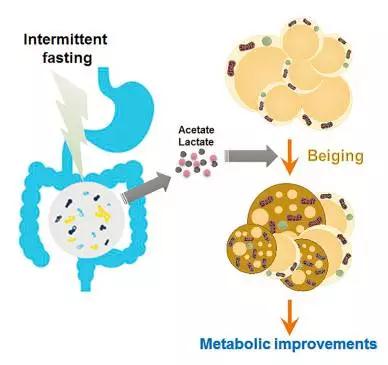 Cell Metabolism-5.jpg