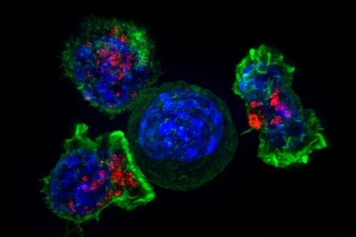 Cancer Cell-3.jpg