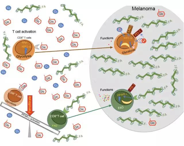 Cancer Cell-5.jpg