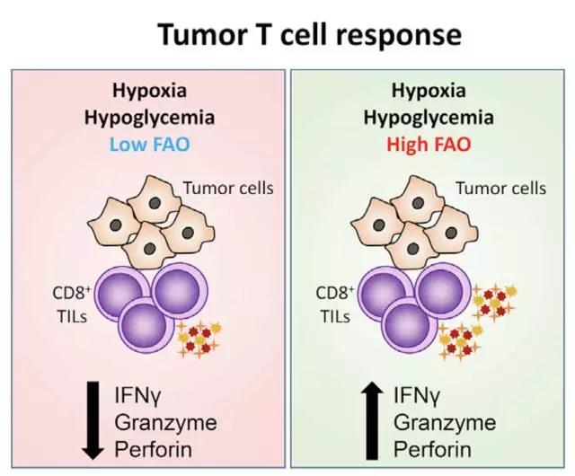 Cancer Cell-6.jpg