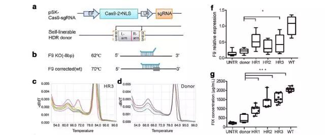 CRISPR-3.jpg