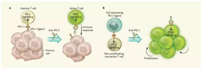 PD-1抗体-3.jpg