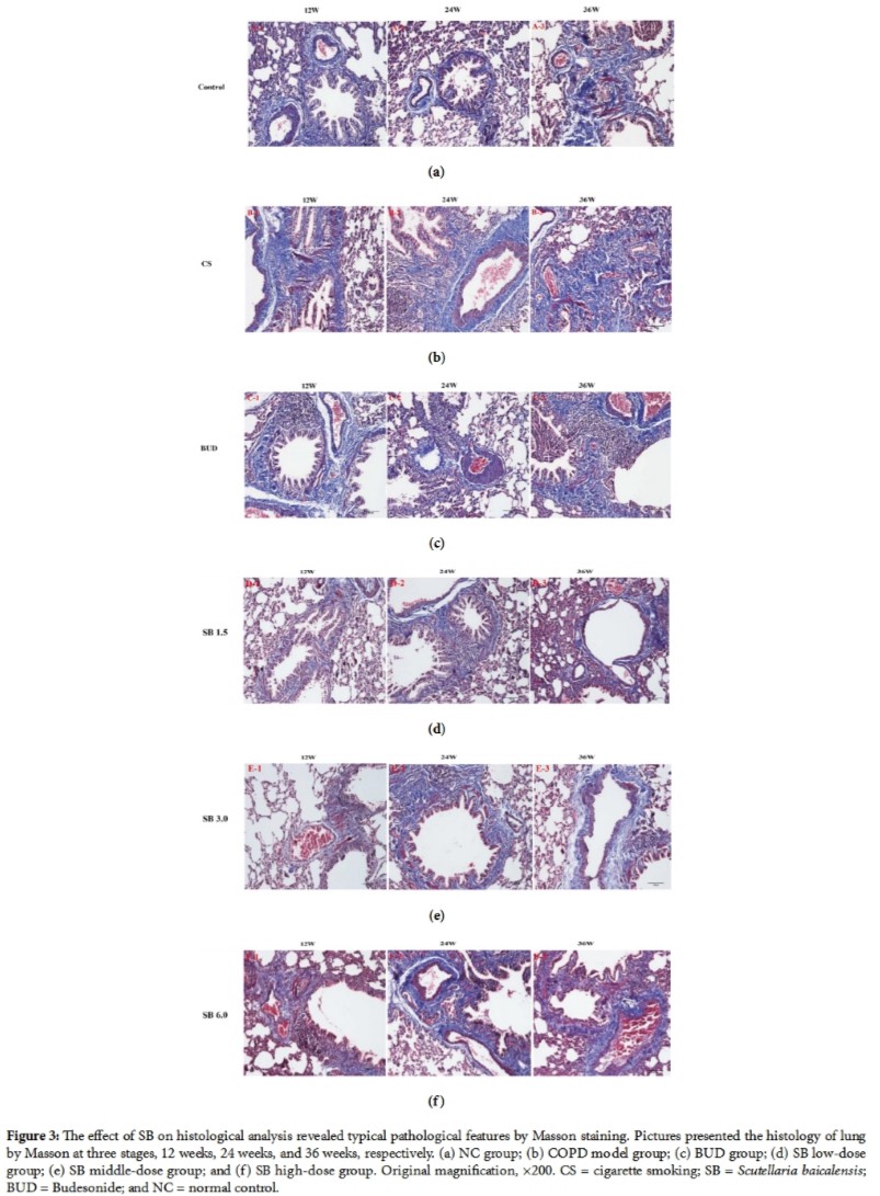 Scutellaria baicalensis Attenuates Airway Remodeli.jpg